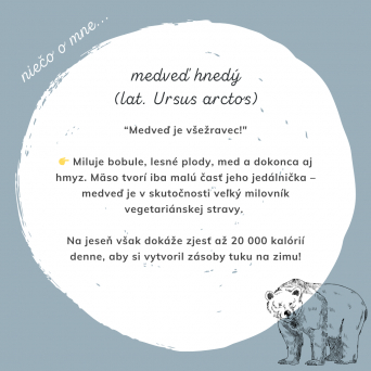 MEDVEĎ HNEDÝ – Kráľ našich lesov